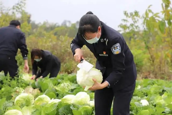 nEO_IMG_p2-阳春监狱民警助力“滞销菜”变“甜心菜” .jpg