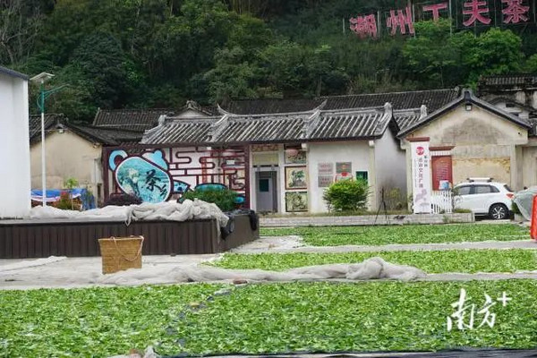 nEO_IMG_p1-法护山林 单丛飘香！潮州多措并举打造凤凰山法治生态圈 .jpg